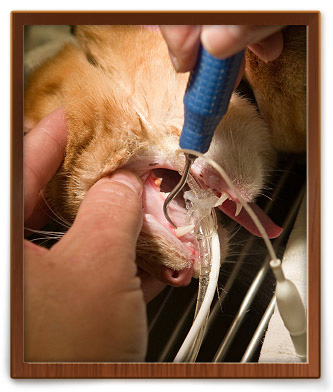 Columbus, OH pet dental care